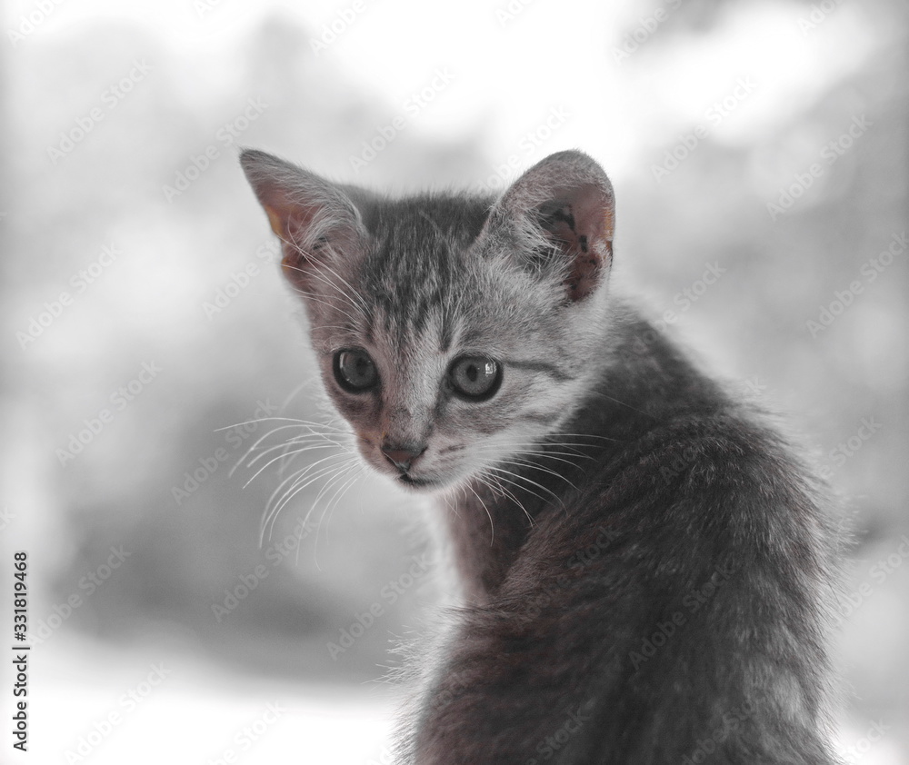 Portrait of cute young cat.