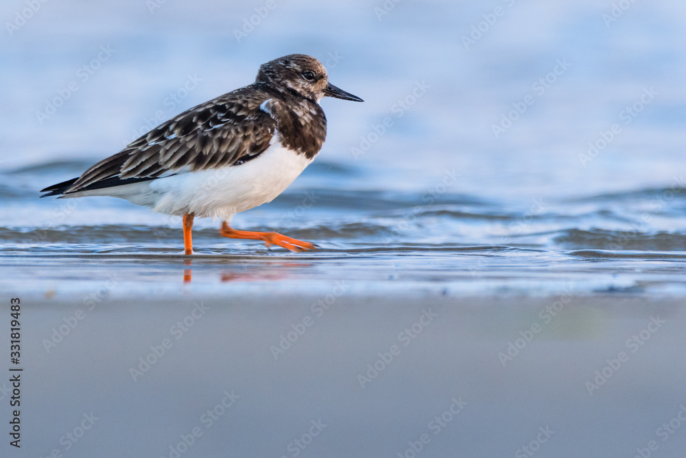 Ruddy turnstone (Arenaria interpres) Ruddy turnstone (Arenaria interpres)