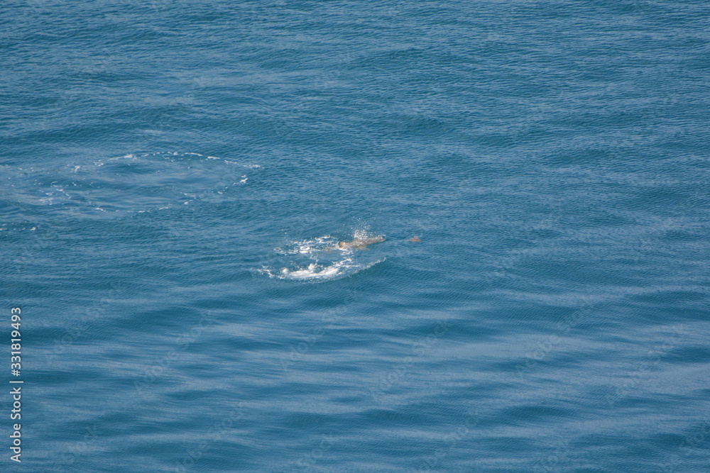 Fototapeta premium f noronha