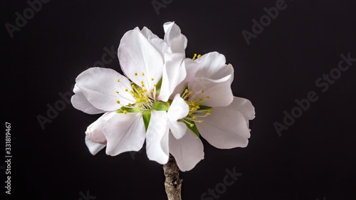 Almond blossom timelapse against a black background