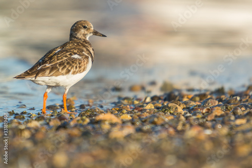 Wallpaper Mural Ruddy turnstone (Arenaria interpres) Torontodigital.ca