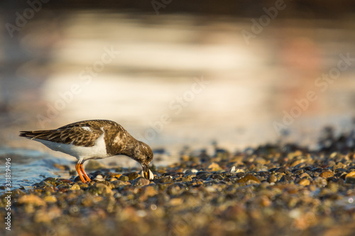 Wallpaper Mural Ruddy turnstone (Arenaria interpres) Torontodigital.ca