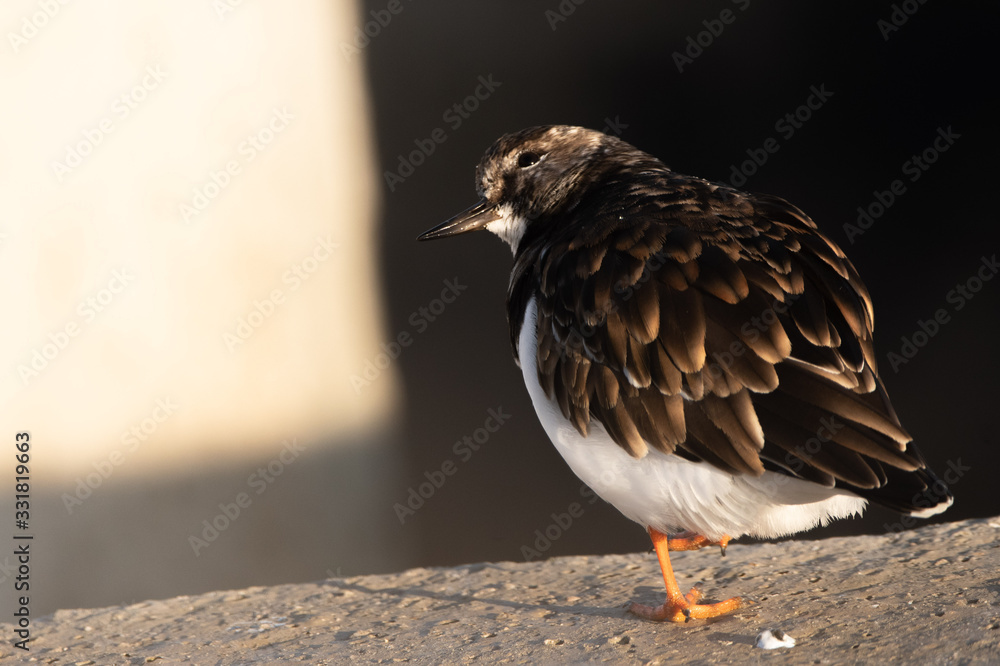 Ruddy turnstone (Arenaria interpres) Ruddy turnstone (Arenaria interpres)