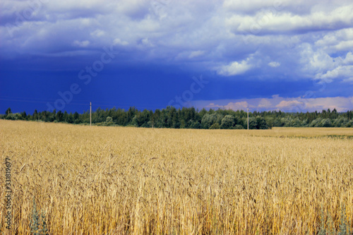 Stormy sky on a background of ripe yellow wheat in the field.