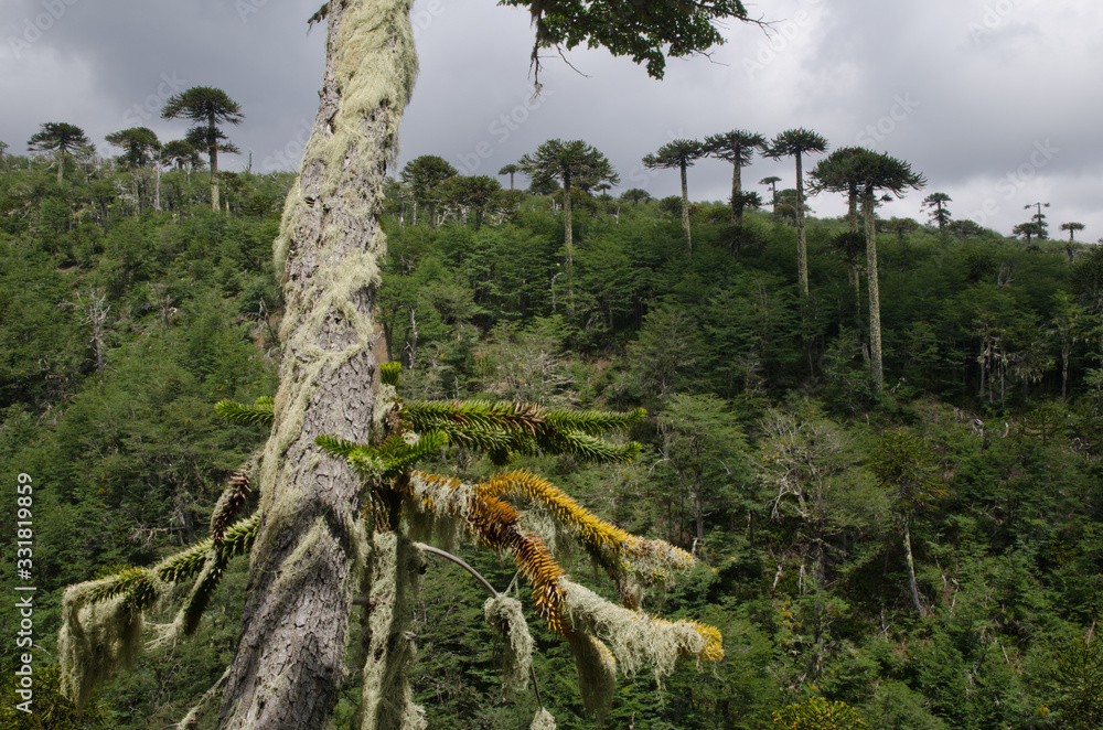 Fototapeta premium Forest with monkey puzzle trees Araucaria araucana.