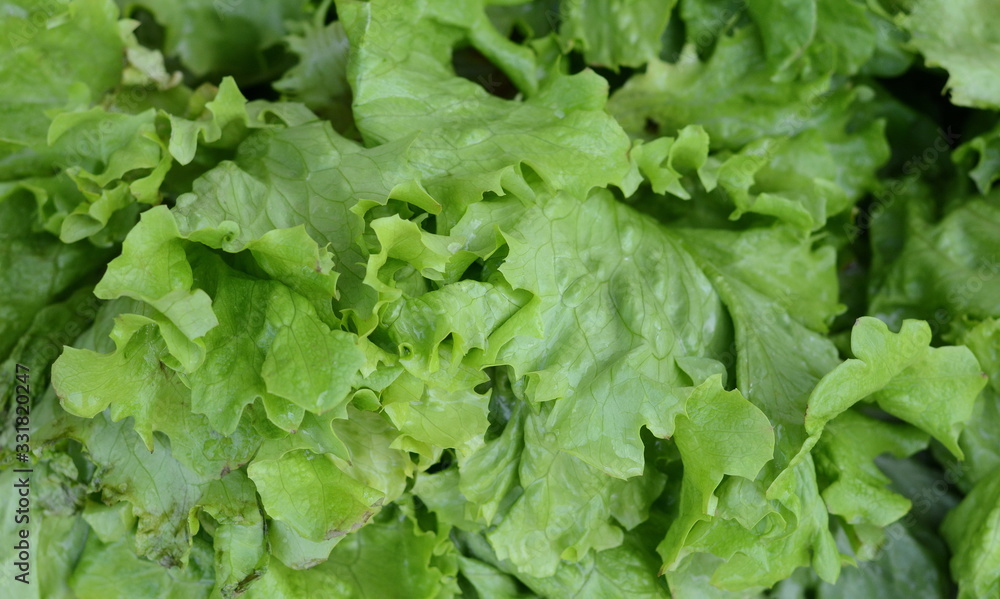 Salad at marketplace. Fresh green salad background. Salad at marketplace. Fresh green salad background.
