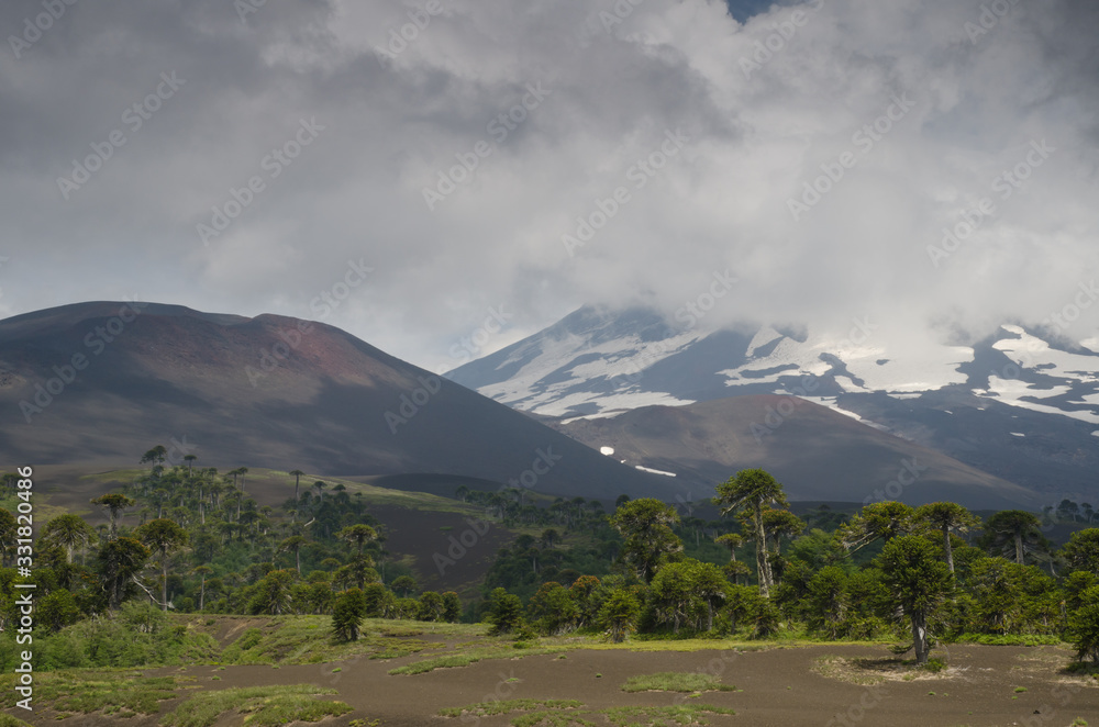 Llaima volcano covered by clouds and monkey puzzle trees.