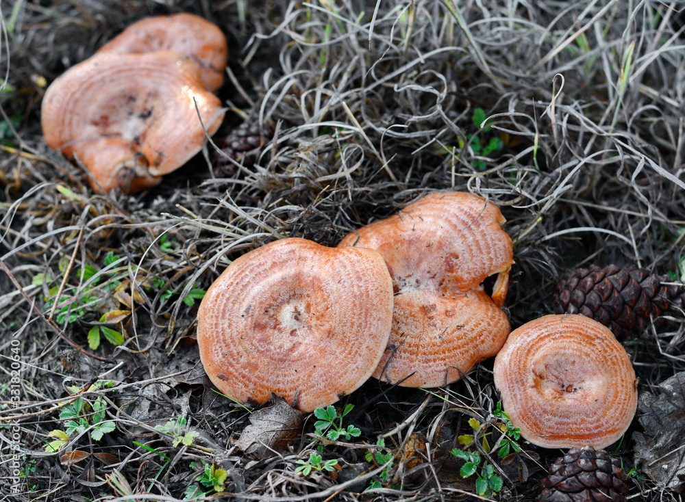 Saffron milk cap (Lactarius deliciosus) mushroom. Fall season. Mushroom
