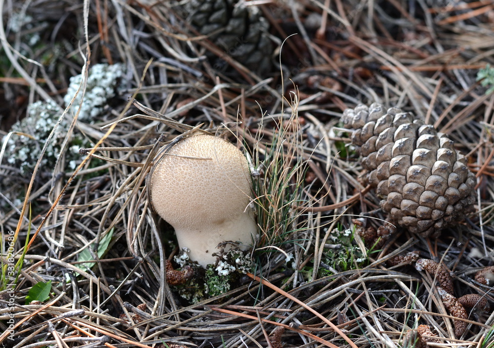 Mushrooms common puffball (Lycoperdon perlatum) Mushrooms common puffball (Lycoperdon perlatum)