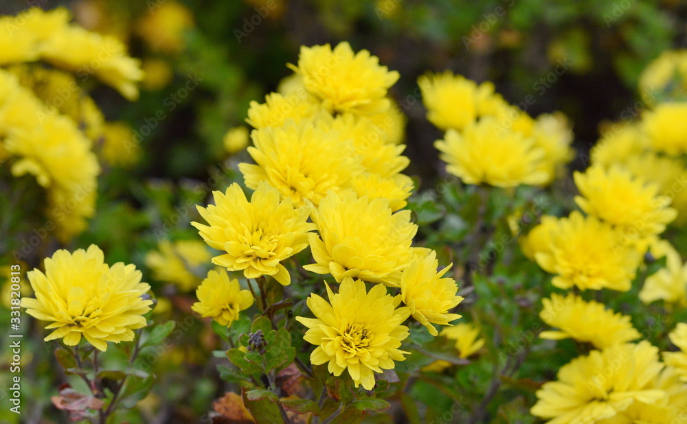 Bunch of yellow chrysanthemum flowers. Chrysanthemum pattern in flowers park. Cluster of chrysanthemum flowers. Bunch of yellow chrysanthemum flowers. Chrysanthemum pattern in flowers park. Cluster of chrysanthemum flowers.