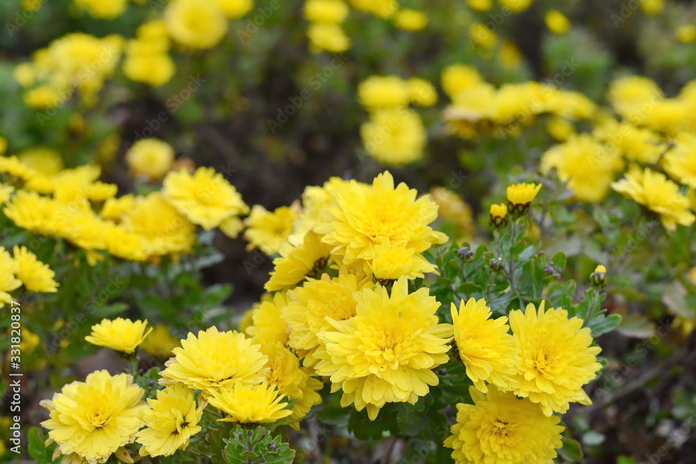 Bunch of yellow chrysanthemum flowers. Chrysanthemum pattern in flowers park. Cluster of chrysanthemum flowers. Bunch of yellow chrysanthemum flowers. Chrysanthemum pattern in flowers park. Cluster of chrysanthemum flowers.