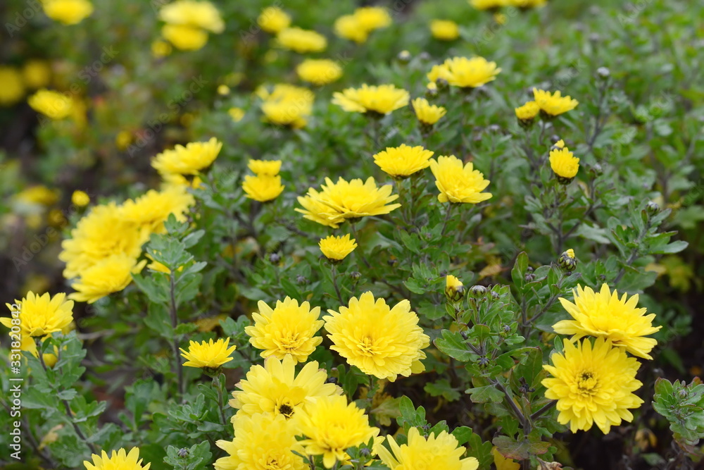 Bunch of yellow chrysanthemum flowers. Chrysanthemum pattern in flowers park. Cluster of chrysanthemum flowers. Bunch of yellow chrysanthemum flowers. Chrysanthemum pattern in flowers park. Cluster of chrysanthemum flowers.