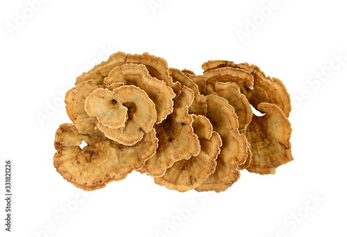 Tableau sur toile Trametes versicolor, also known as coriolus versicolor and polyporus versicolor