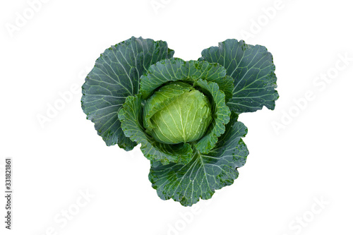Green cabbage on white background with clipping path.