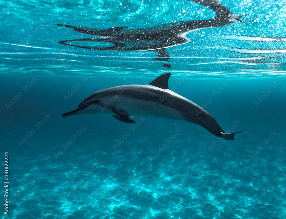 Obraz premium Dolphin Scout