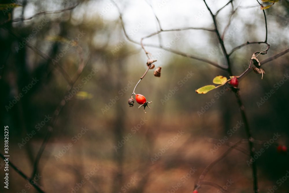 Rosehip bush in Pripyat in Chernobyl Rosehip bush in Pripyat in Chernobyl
