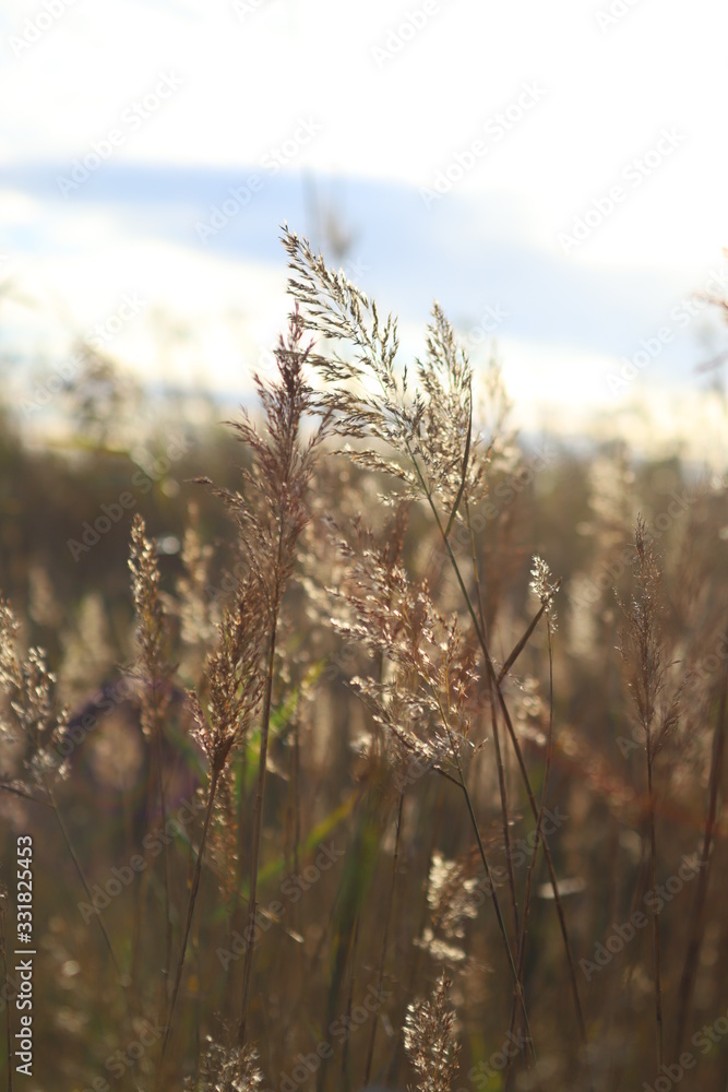 Fototapeta premium Fields of gold