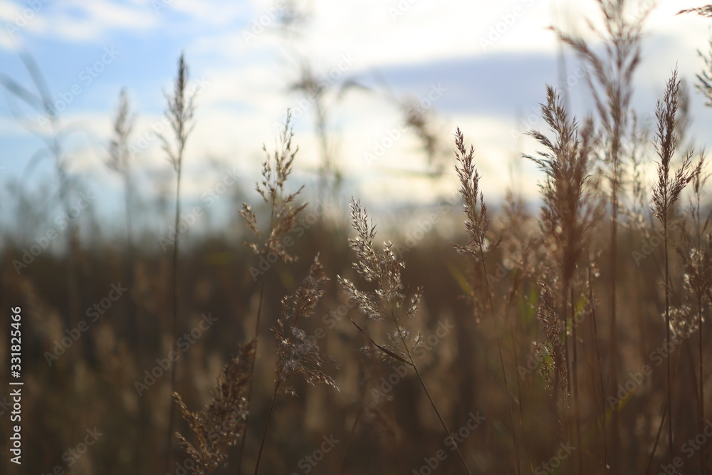 Fototapeta premium Fields of gold