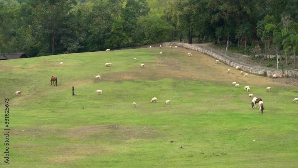 Flock of sheep grazing on hill with green meadow in farmland Flock of sheep grazing on hill with green meadow in farmland