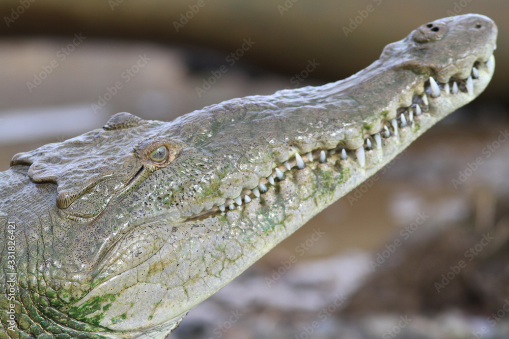 Fototapeta premium Crocodile Portrait, Costa Rica