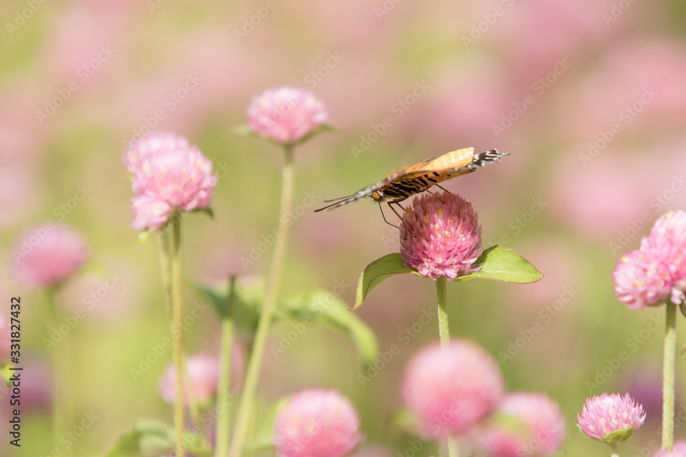 butterfly on a flower butterfly on a flower