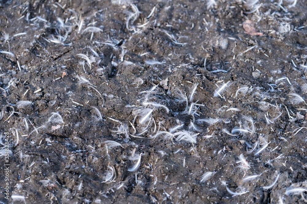 penguin feathers in a pile on the ground with rocks in antarctica penguin feathers in a pile on the ground with rocks in antarctica