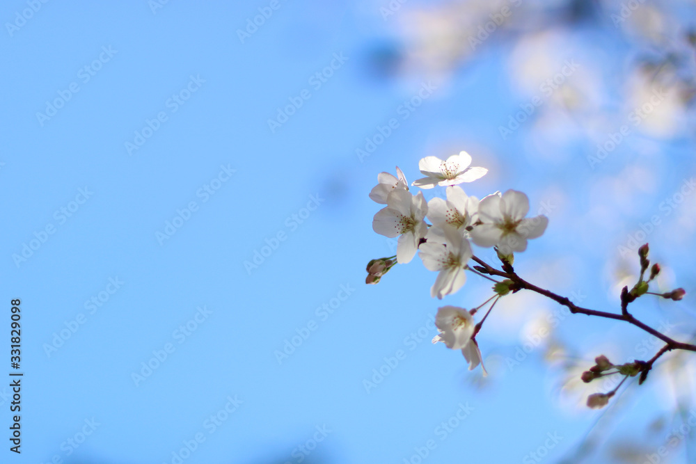 Obraz premium 桜 さくら 桜開花 cherryblossom