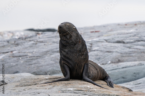 Antarctic Fur Seal hauled out on rock in Antarctica