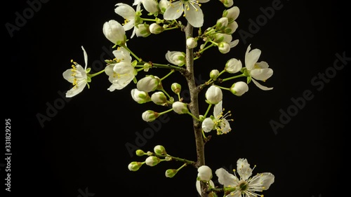 Wild plum flower blossoming against a black background