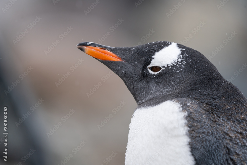 Naklejka premium Gentoo Penguin at Ronge Island at George's Point in Antarctica