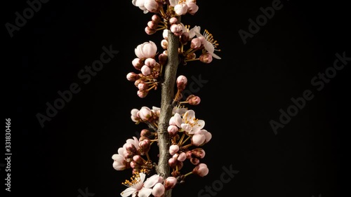 Wild plum flower blossoming against a black background