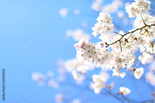 flower_cherry blossom_sakura