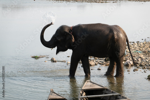 Photography An Elephant Cooling off in the River
