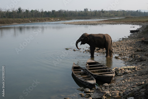 Photography An Elephant Cooling off in the River