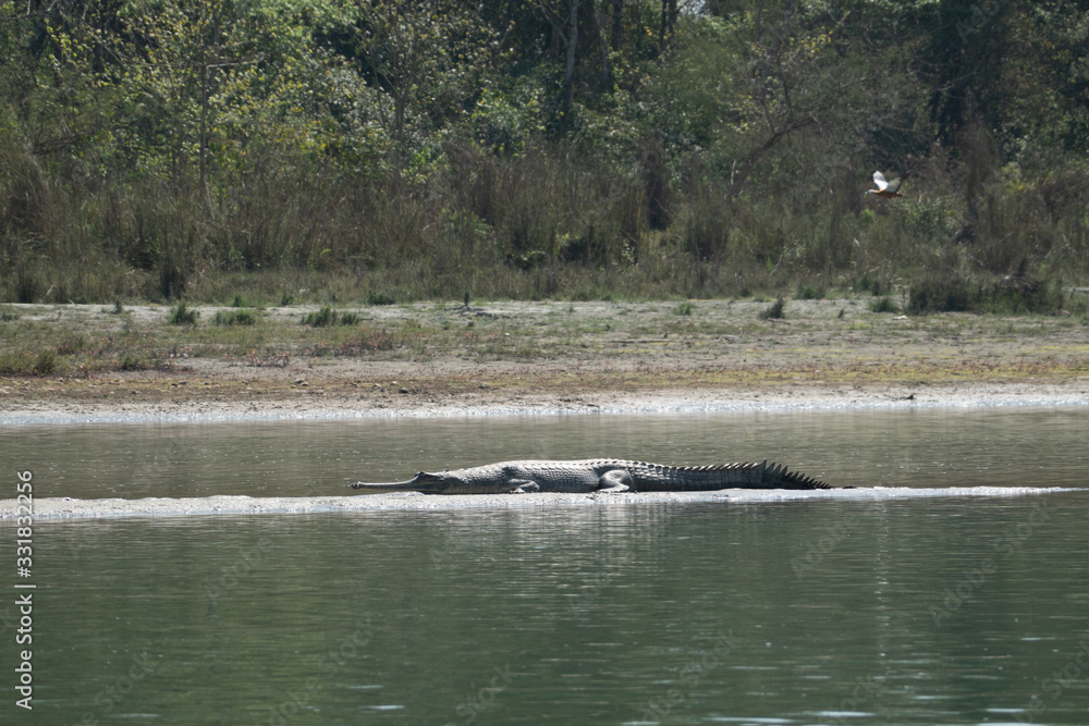Gharial Crocodile on a Sandbar in a River