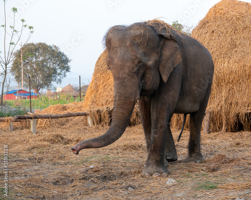 Domesticated Elephants in Nepal