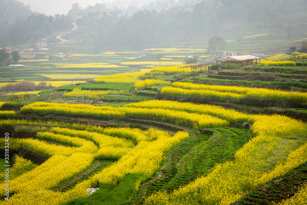 Blooming Mustard Fields of Nepal