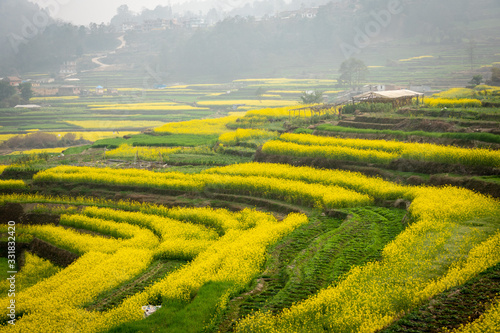 Fototapeta Naklejka Na Ścianę i Meble -  Blooming Mustard Fields of Nepal