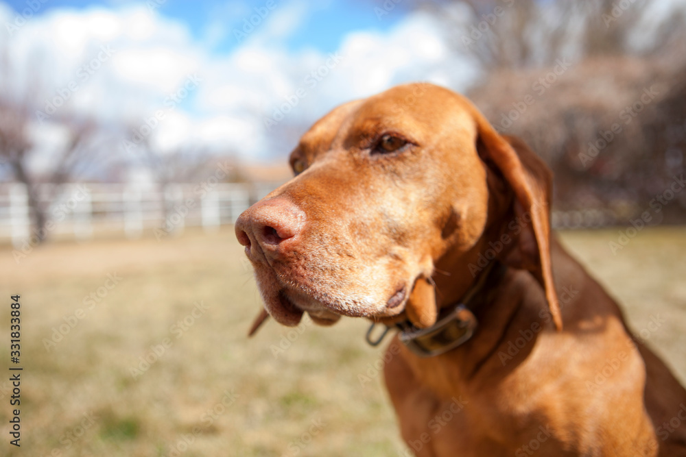 three-quarter view of four year old vizsla three-quarter view of four year old vizsla