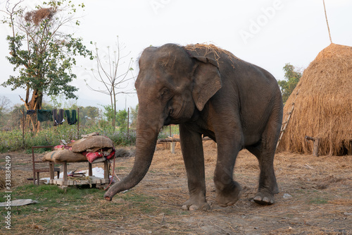 Domesticated Elephants in Nepal