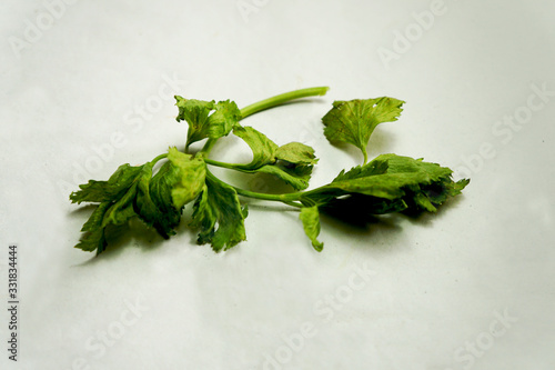 Fresh celery leaves