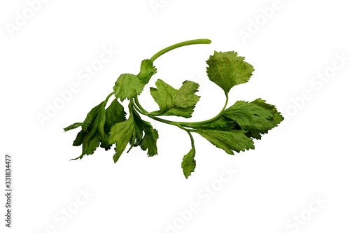 fresh nutritious celery leaves