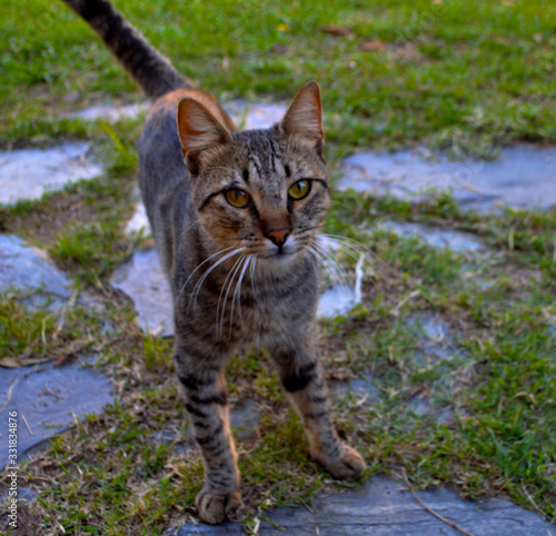Wallpaper Mural El gato del vecino Torontodigital.ca