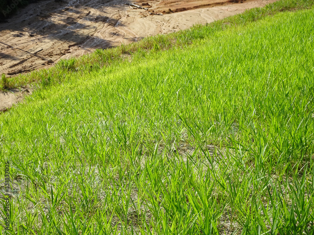 The grass is planted to prevent erosion of the soil slope. It is grown