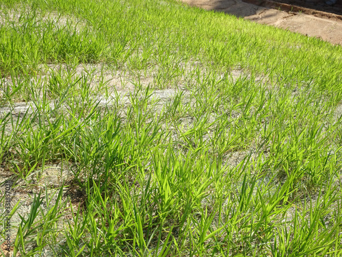 The grass is planted to prevent erosion of the soil slope. It is grown using a method of spraying grass seed onto a layer of moist geotextile material that has been pre-installed in the slope. photo