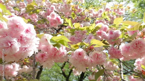 Spring Hanami season in Japan. Colorful cherry blossoms closeup. Filmed in Yoyogi Park Tokyo.
