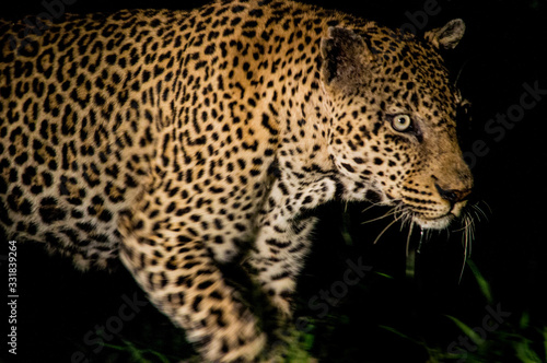 Leopard Hunting