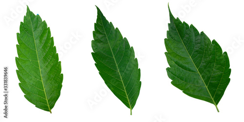 Fresh green leaves isolated on a white background Wavy