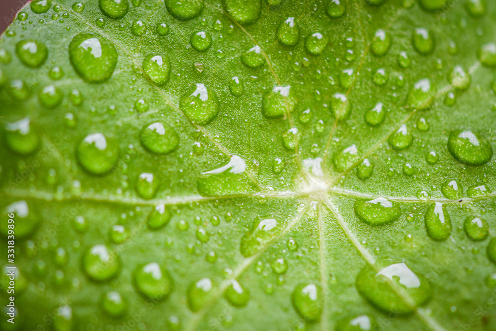 Cress leaf spreaded with small water drops. Cress leaf spreaded with small water drops.