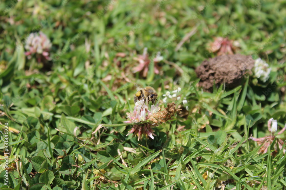 NZ Honey Bee nurishing itself from Natural Clover! Up close shot! Clover! NZ Honey Bee nurishing itself from Natural Clover! Up close shot! Clover!